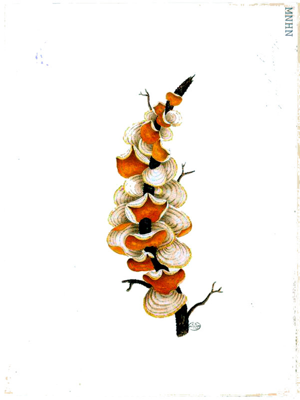 195 Stereum hirsutum