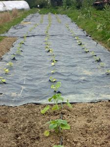 winter-courges-planted