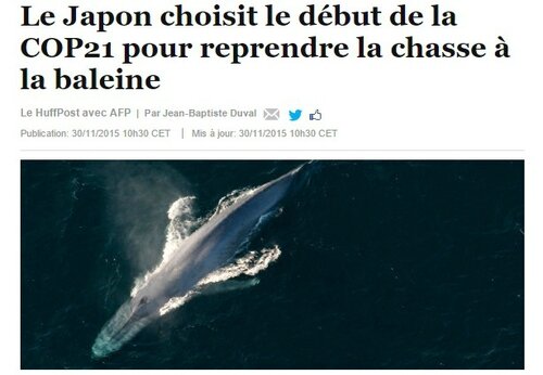 baleine