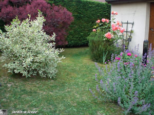 Cornus_cotinus