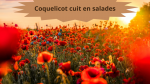 20 COQUELICOT(4)Coquelicot cuit en salades