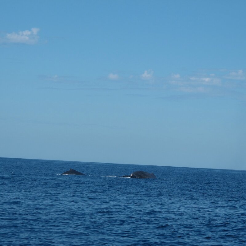 Ambolimailaka juillet 2014 - les baleines 063