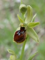 ophrys veridissan