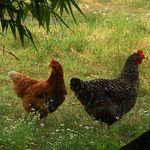 poules_herbe