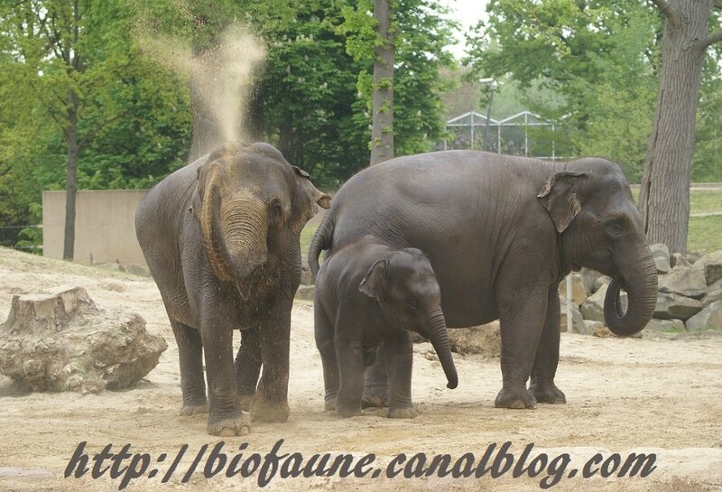 ELEPHANTS D'ASIE AU PARC ANIMALIER BELGE DE PLANCKENDAEL