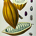 Herbier, les plantes qui soignent - Le <b>Cacao</b>