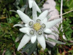 edelweiss