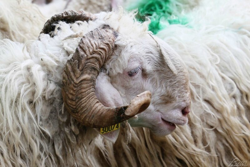 Transhumance brebis_A99A4303