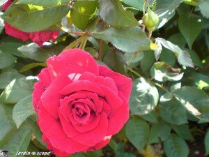 69_Rose_rouge