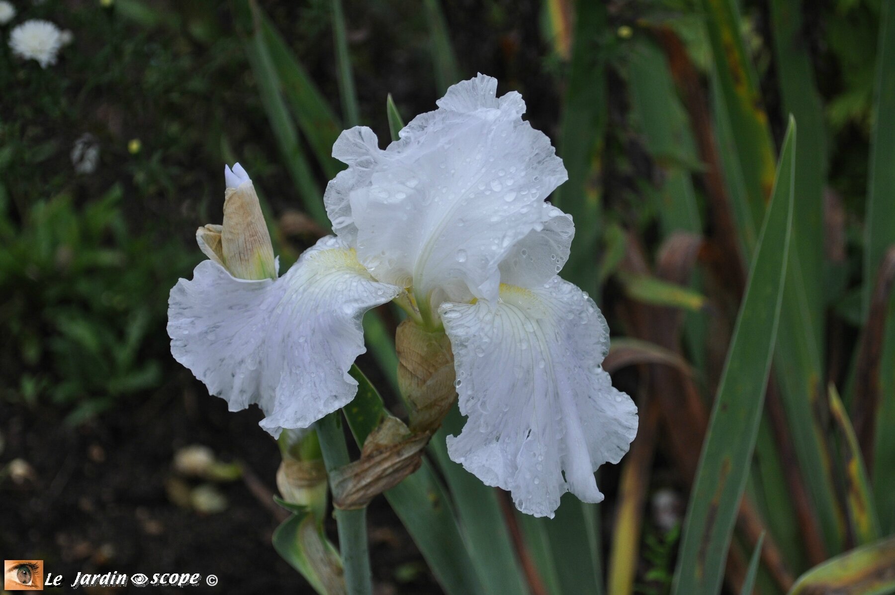 Iris-remontant-Immortality