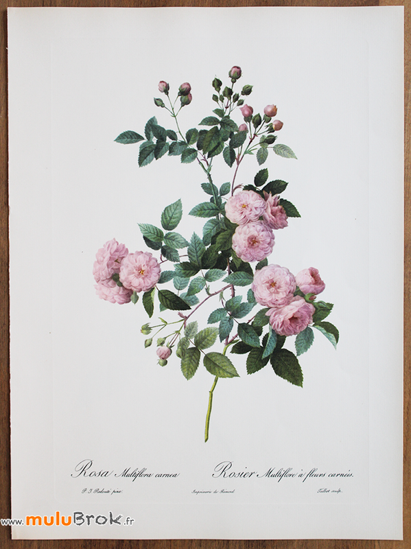 ROSIER-MULTIFLORE-Redouté-muluBrok
