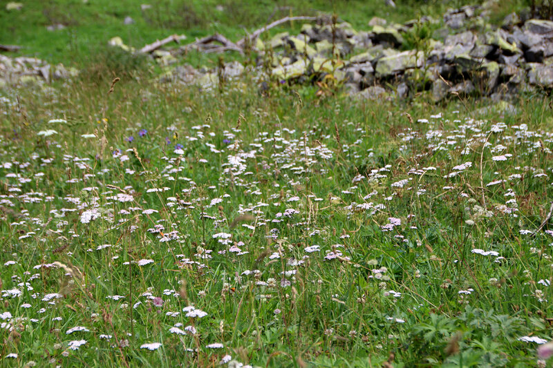 prapic_fleurs_prairie