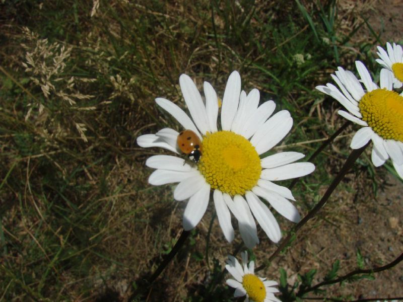 1b