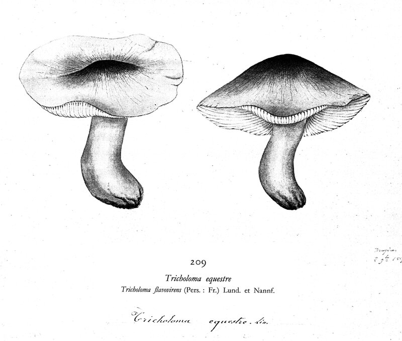 209 Tricholoma equestre flavovirens
