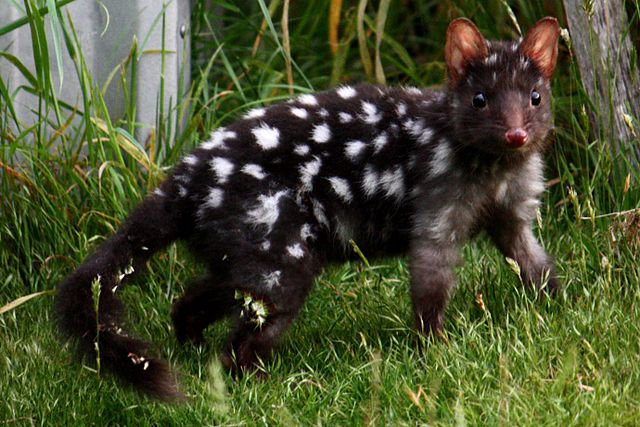 640px-Eastern_Quoll_(Black)