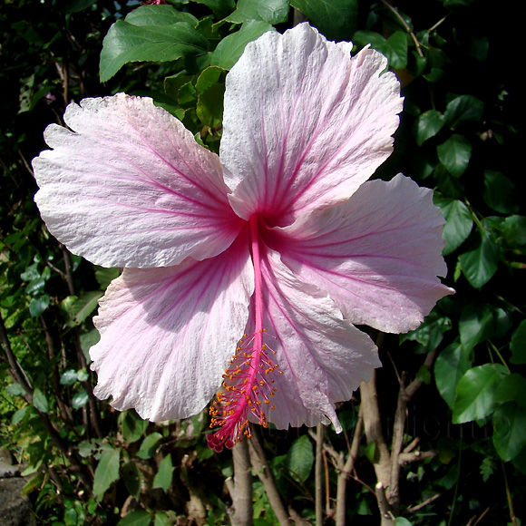 Image-Nature-Fleur-Hibiscus-Martinique