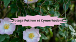 3 Eglantier(2)Potage Potiron et Cynorrhodons