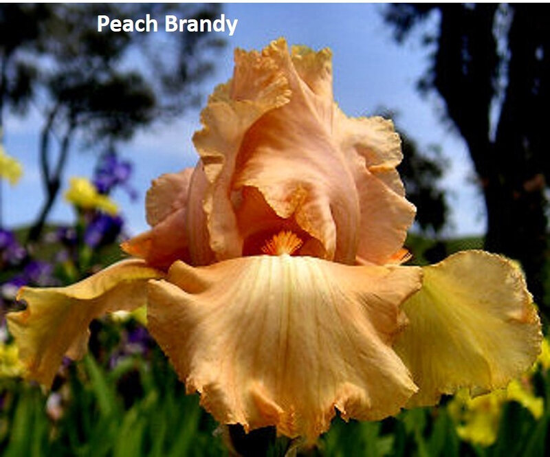 iris Peach Brandy