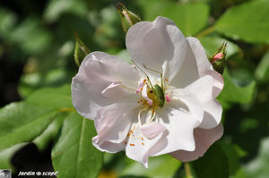Sourire_d_Orchid_e_2
