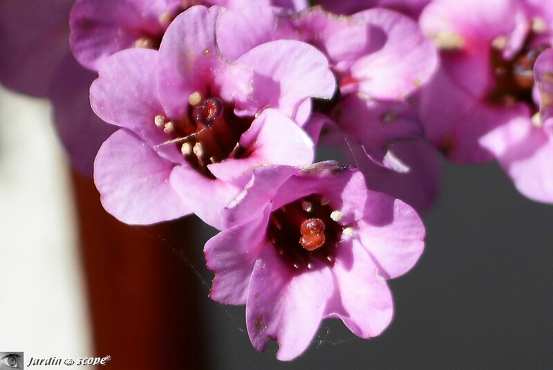 Bergenia plante des savetiers • Bergenia cordifolia