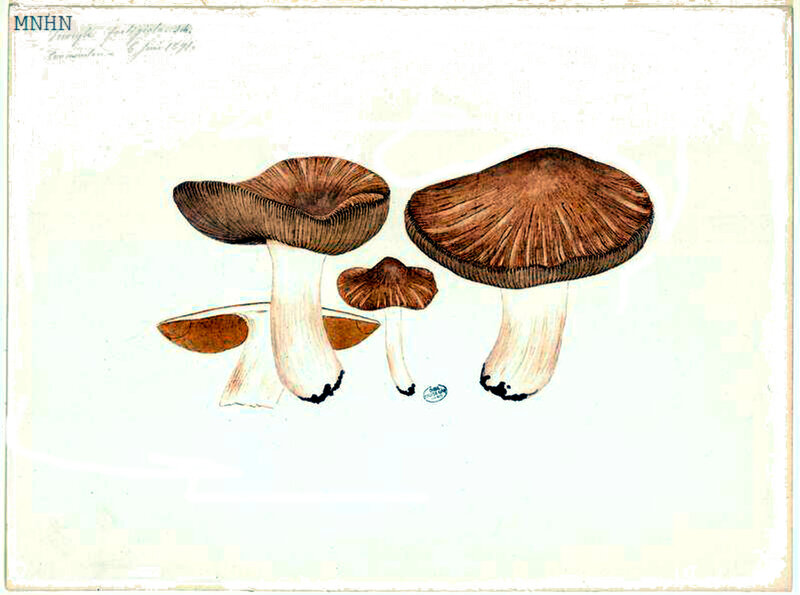 115 Inocybe fastigiata rimosa b