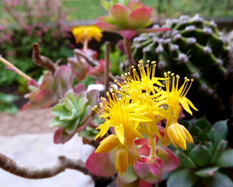 cactus