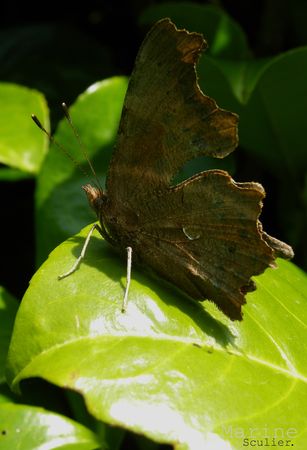 papillon