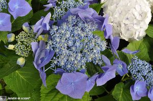 Hydrangea-macrophylla-Bodensee-1