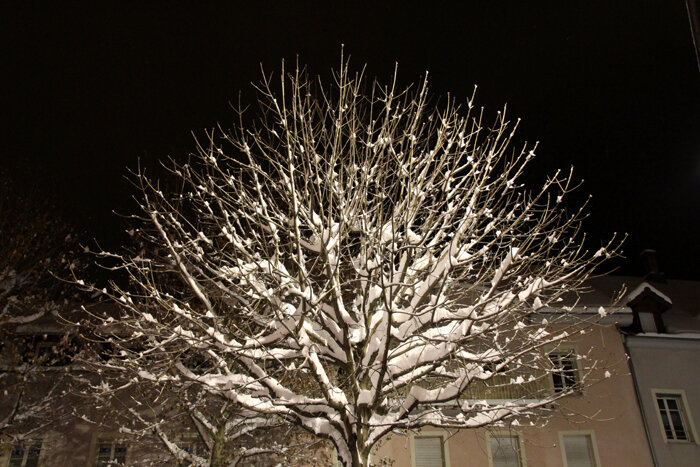 arbre_enneige