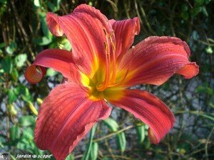 Hemerocalle_Crimson_Glory