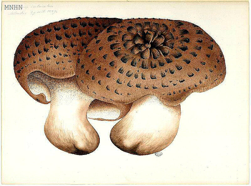 97 Hydnum Sarcodon imbricatus