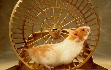 hamster_1240313c