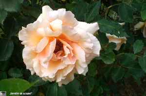 jardins_de_Roquelin_41