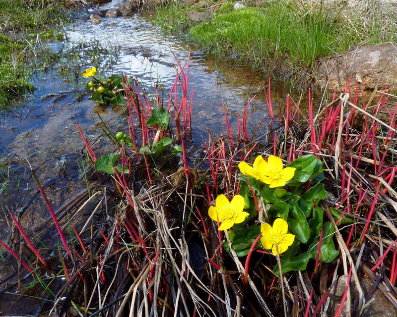 printemps coloré