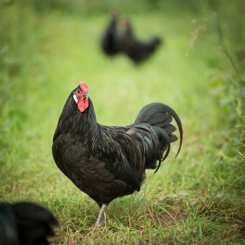 Crédit Photo Gilbert Schmitt - éleveur de Poule d'Alsace