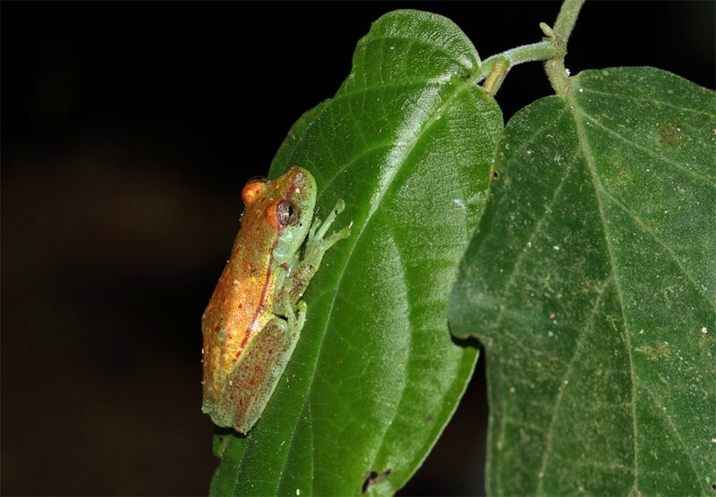 Hypsiboas punctata