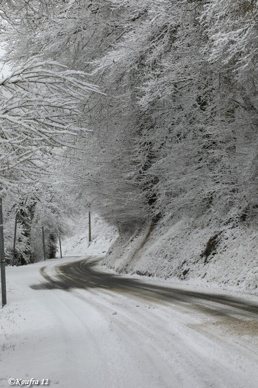 Photos JMP©Koufra 12 - Cornus - Neige - 28012019 - 0137