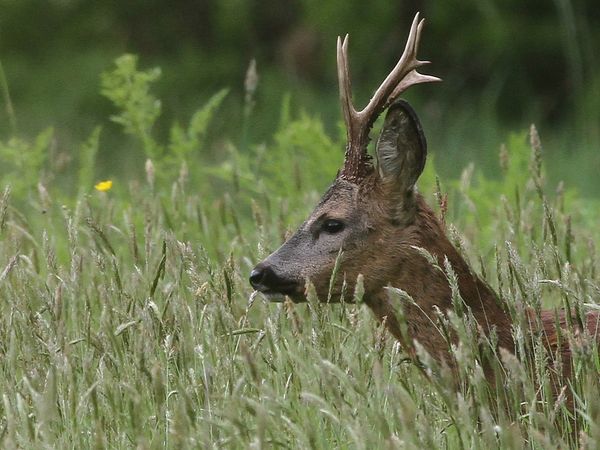 CHEVREUIL - Capreolus Capreolus CHEVREUIL - Capreolus Capreolus 3