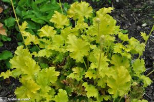 Heuchera-hybride-Lime-Ricky