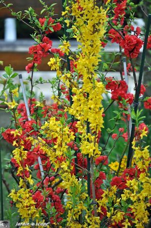 forsythia