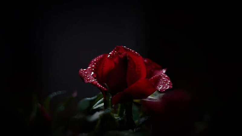 rose-red-dark-beauty-rainy-weather-rain-love-mourning-loss