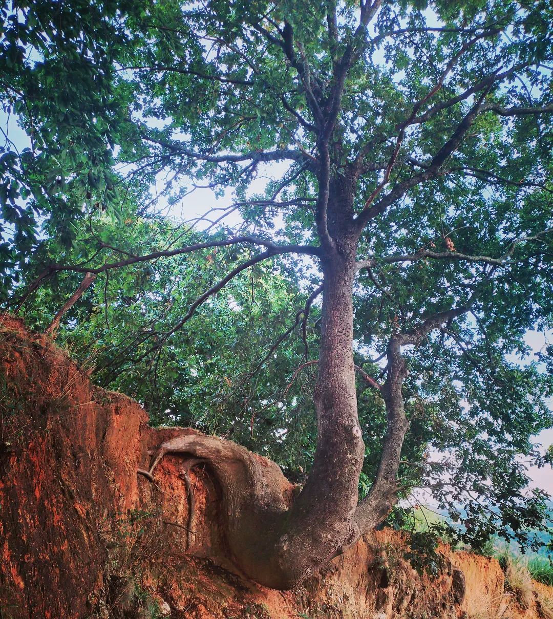 Mendione, un arbre, insta (64)