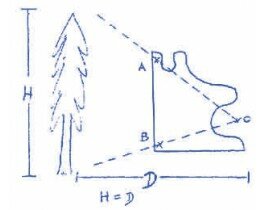 dendrometre-talltax-ii-