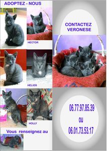 ADOPTION CHATONS TYPE CHARTREUX