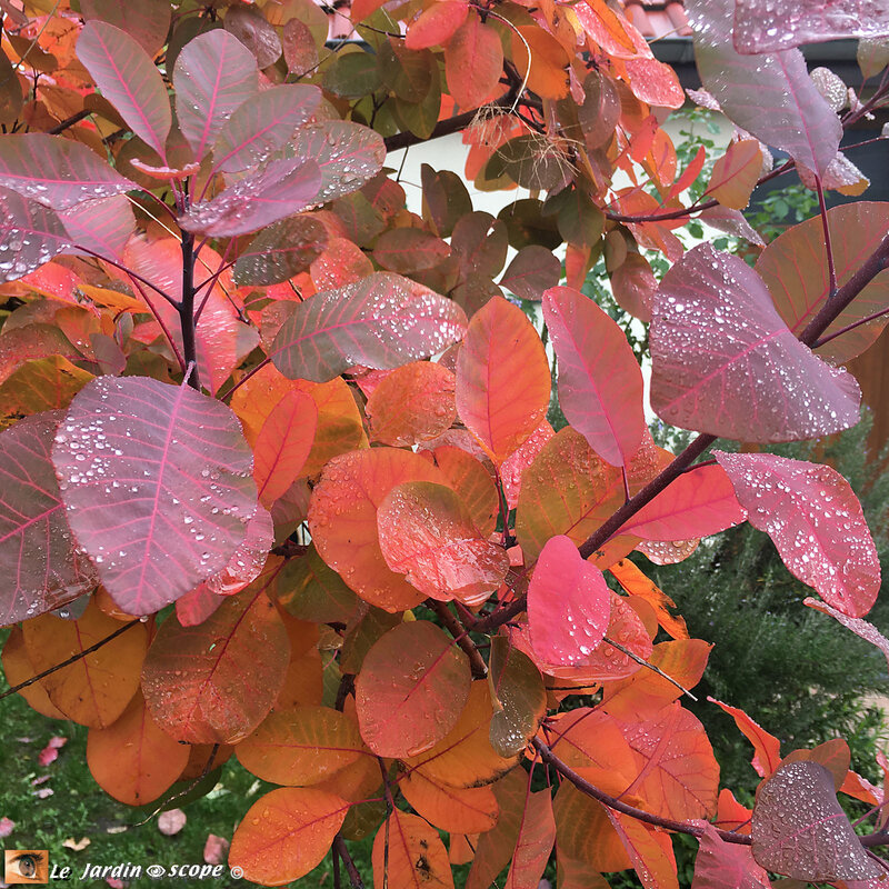 Cotinus