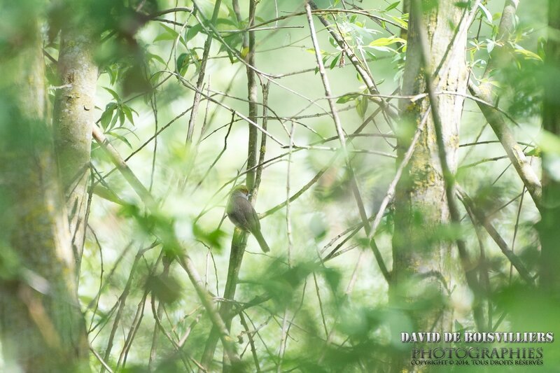 Fauvette à tête noire (Sylvia atricapilla - Eurasian Blackcap)