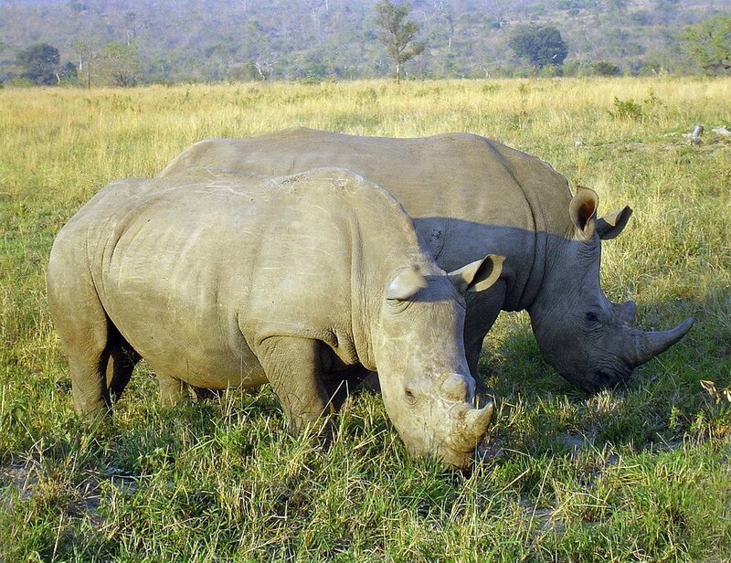 1024px-Rhinoceros_in_South_Africa_adjusted