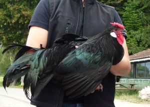 poule d'alsace