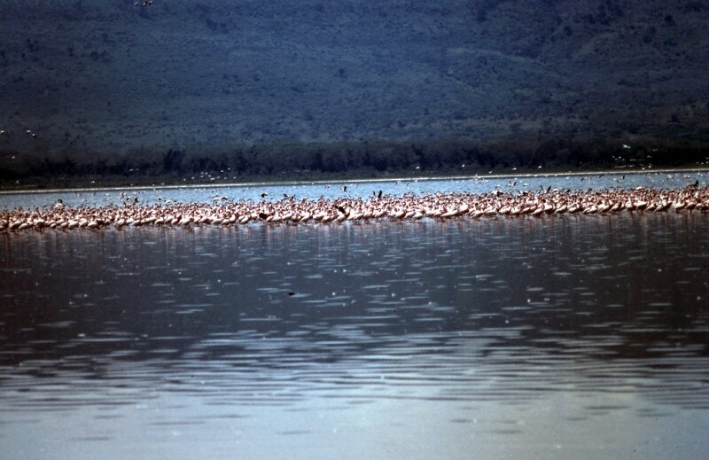 nakuru flamand c