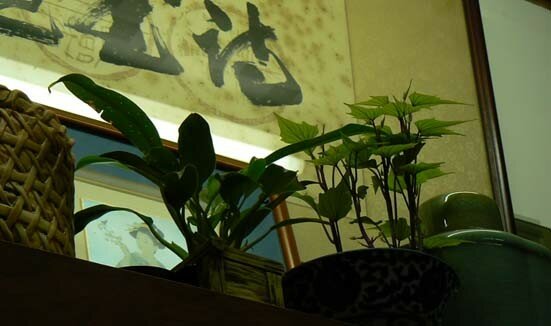 plantes